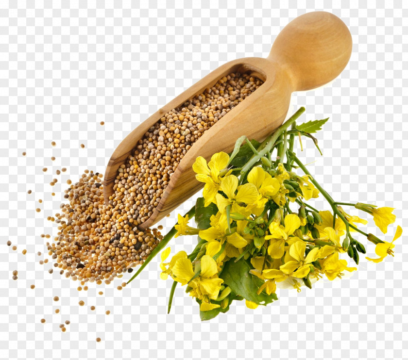 Oil Indian Cuisine Mustard Plant Seed PNG