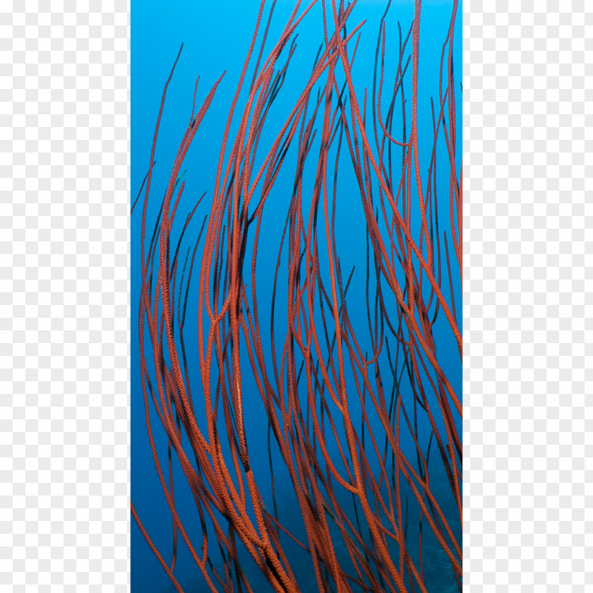 Shoal Of Fish Turquoise Electric Blue Aqua Teal Cobalt PNG