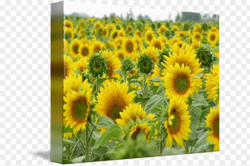 Sunflower Field Common Seed Annual Plant Sunflowers PNG