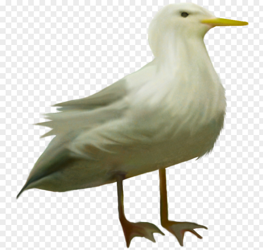 Bird European Herring Gull Animal Clip Art PNG