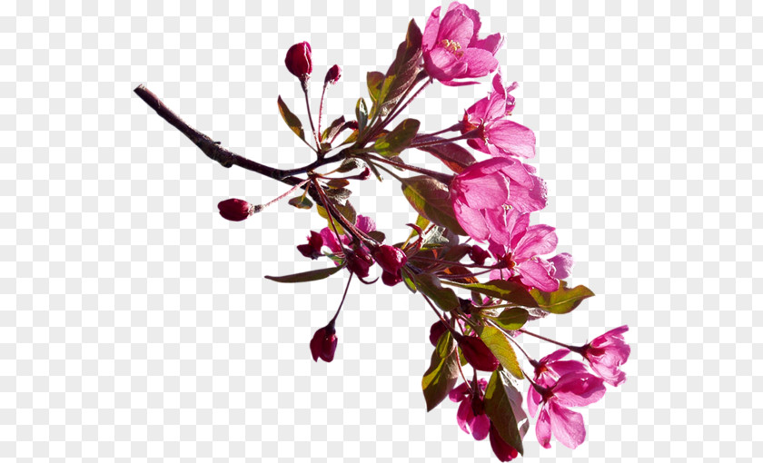 Flower KLiK Cherry Blossom Clip Art Image PNG