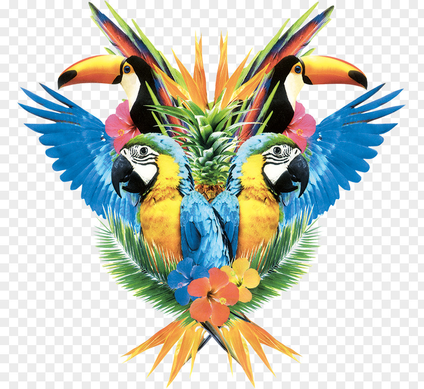 Parrot,Bako Pug Macaw Parrot Icon PNG