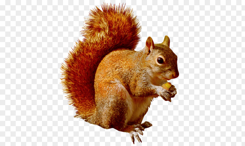 Sincap Infographic Chipmunk Rodent Clip Art American Red Squirrel PNG