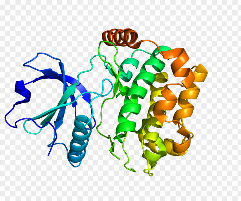 STK24 Mitogen-activated Protein Kinase Gene PNG
