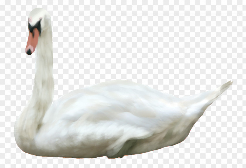 Swan Fly Bird Duck Mute Black PNG