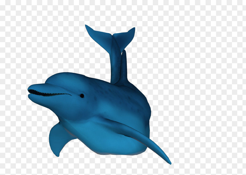 Dolphin Common Bottlenose Rough-toothed Short-beaked Tucuxi Wholphin PNG