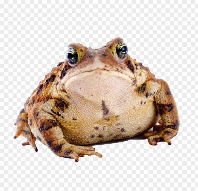 Frog Amphibian American Toad Cane PNG