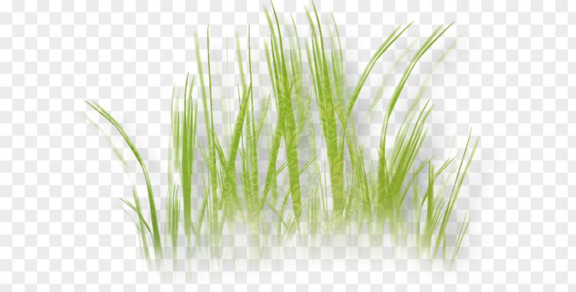 Grass Herbaceous Plant Drawing Lawn Image PNG