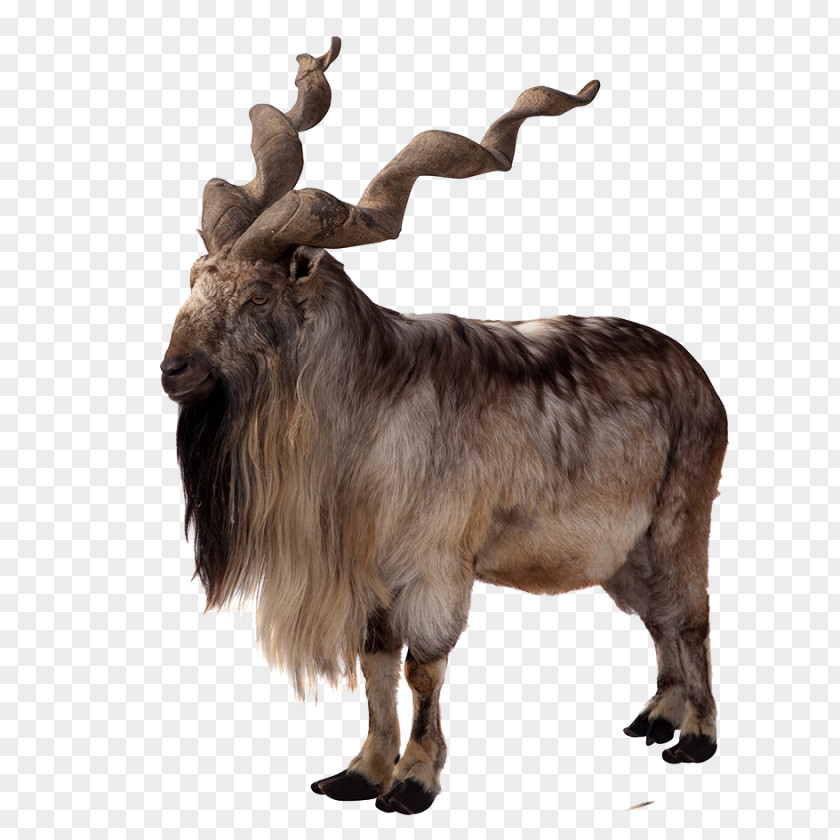 Wild Sheep Toggenburg Goat Markhor Antelope East Caucasian Tur PNG