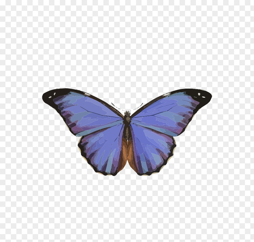 Butterfly Morpho Peleides Insect Rhetenor Clip Art PNG