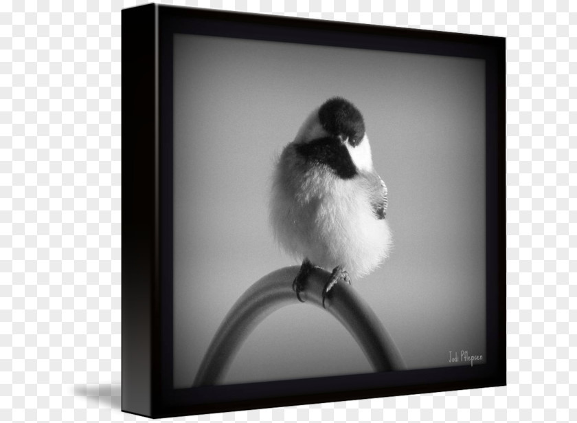 Chickadee Picture Frames Beak White PNG