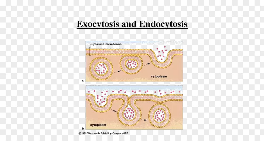 Exocytosis Biology Endocytosis Model Organism Cell PNG