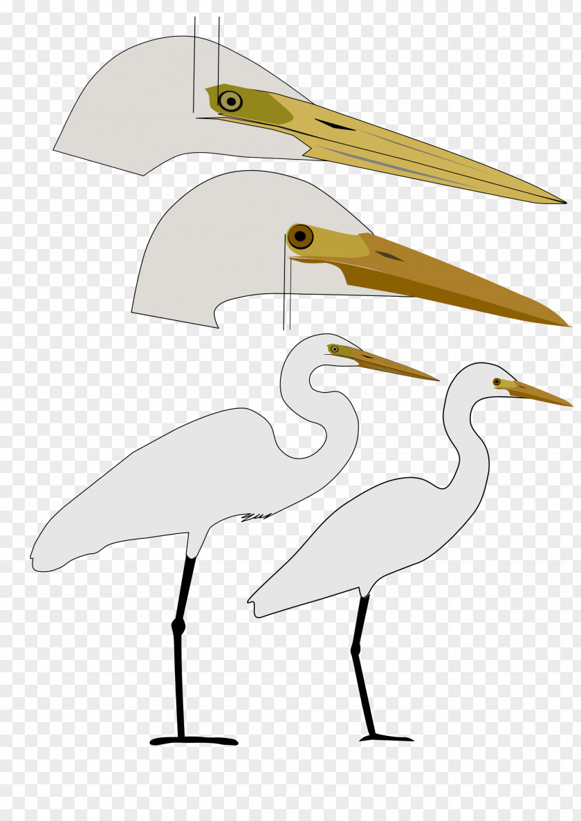 Bird Intermediate Egret Great Little PNG