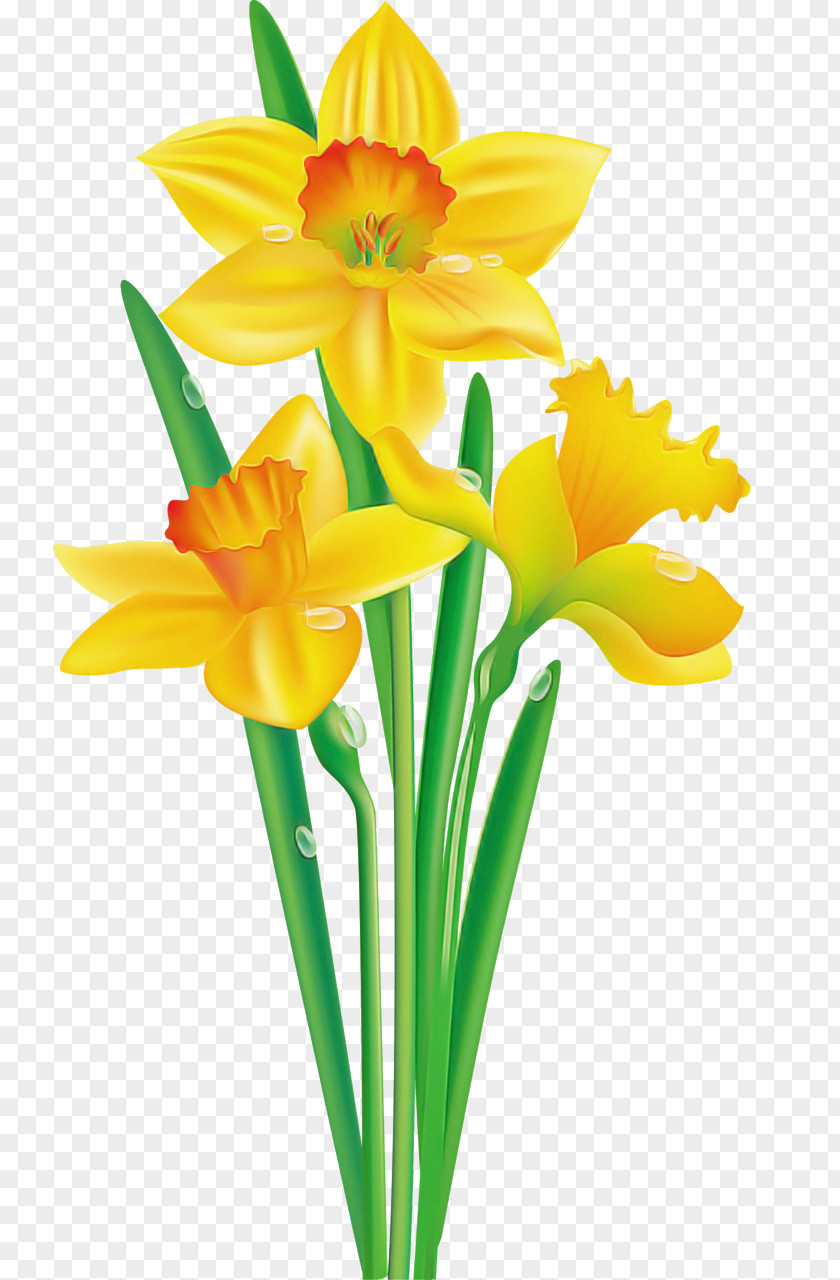 Flower Yellow Cut Flowers Petal Narcissus PNG