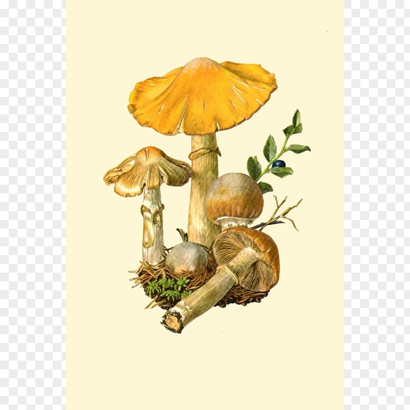 Mushroom Edible Amanita Muscaria Fungus Botanical Illustration PNG