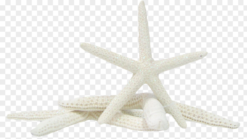 Starfish Clip Art Image Psd PNG