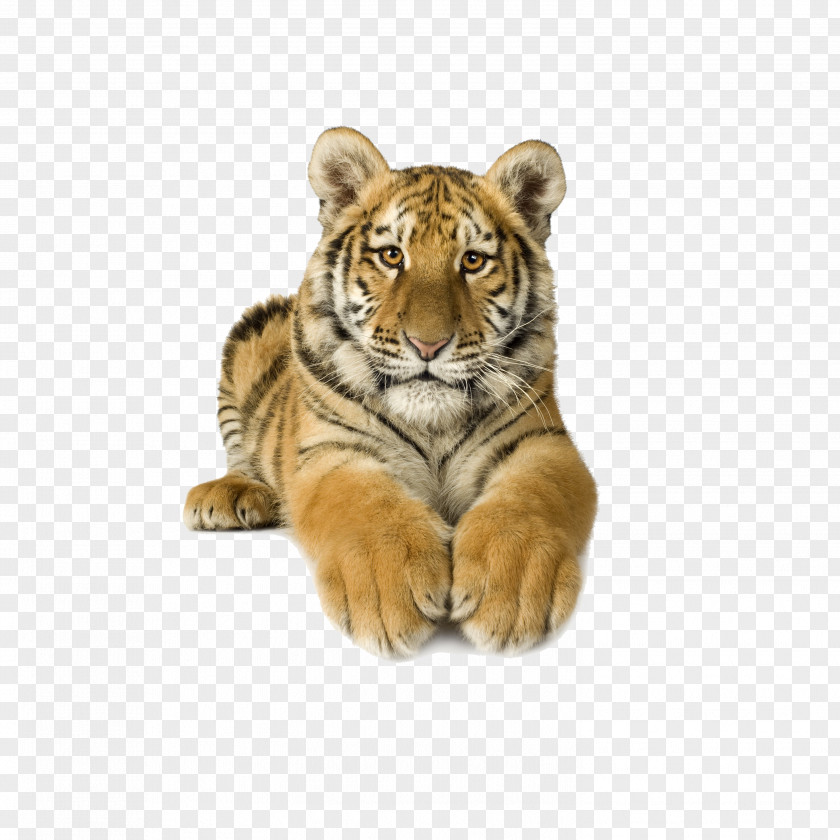 Tiger Bengal Siberian Clip Art PNG