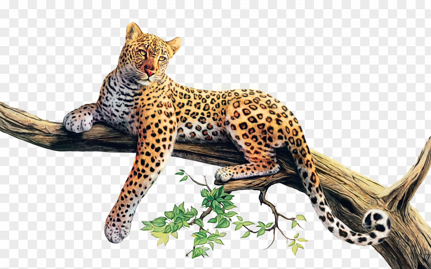 Wild Cat Cheetah Cats Cartoon PNG