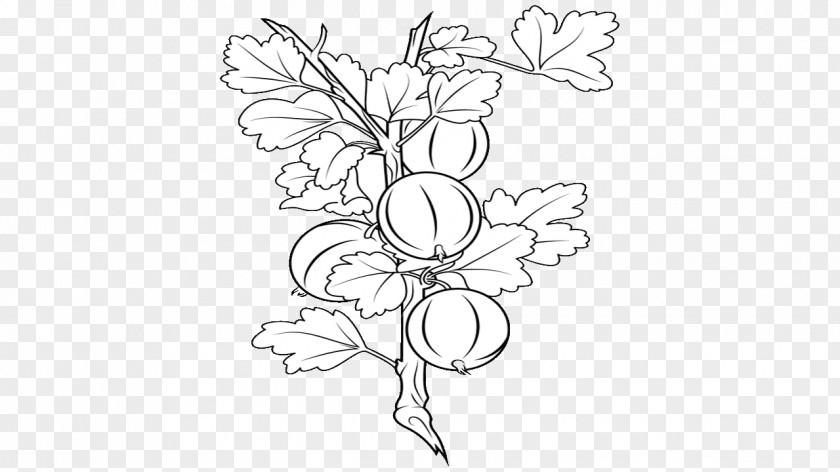 Amla Black And White Visual Arts Drawing Floral Design PNG