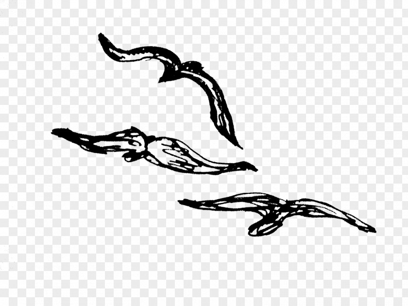 Bird Beak Drawing Clip Art PNG
