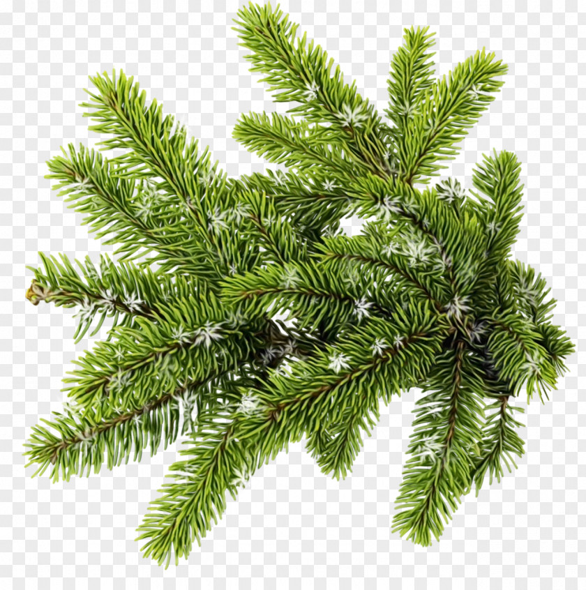 Canadian Fir Oregon Pine Shortleaf Black Spruce Columbian Balsam White Tree PNG