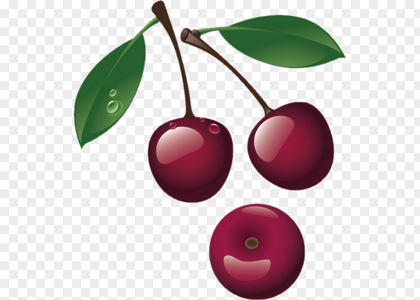 Cherry Sweet Cerasus Berry Clip Art PNG