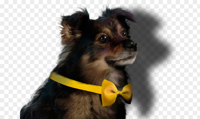 Puppy Dog Breed Companion Empresas Lipigas PNG