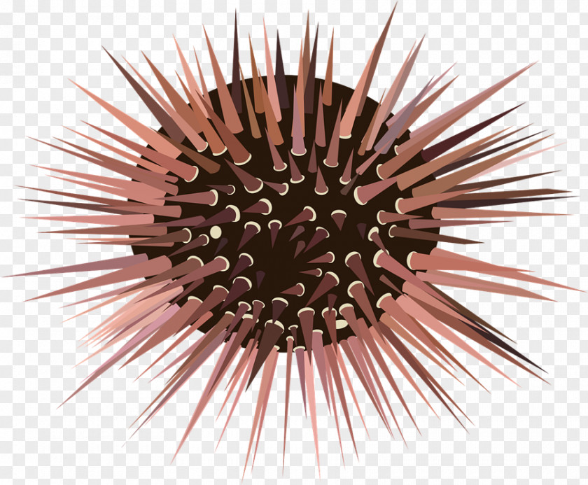 Sea Urchin Hedgehog Spine Clip Art PNG