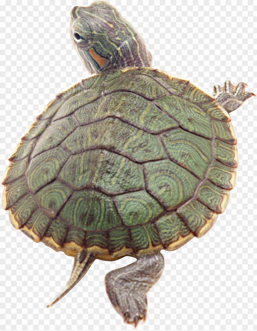 Turtle Box Turtles Reptile Red-eared Slider Tortoise PNG