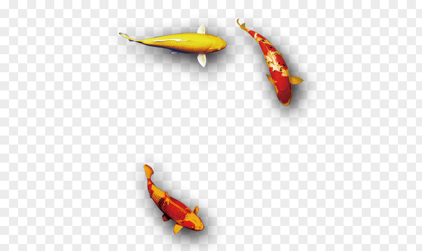 Auspicious Red And Gold Fish Koi Carassius Auratus PNG