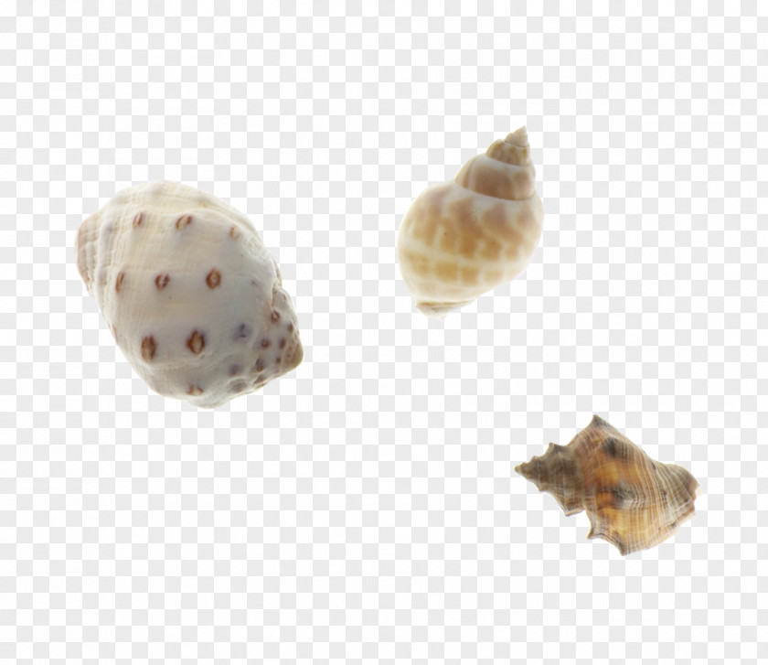 Conch Oyster Clam Mussel Seashell Conchology PNG