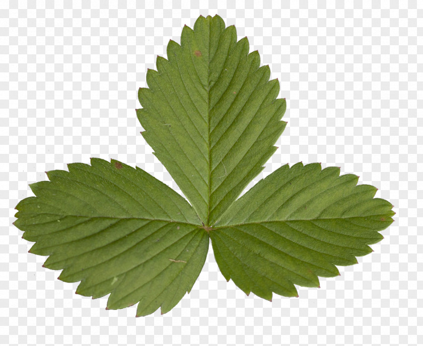 Fern Strawberry Pie Leaf PNG