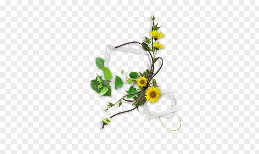 German Chamomile Guestbook Clip Art PNG