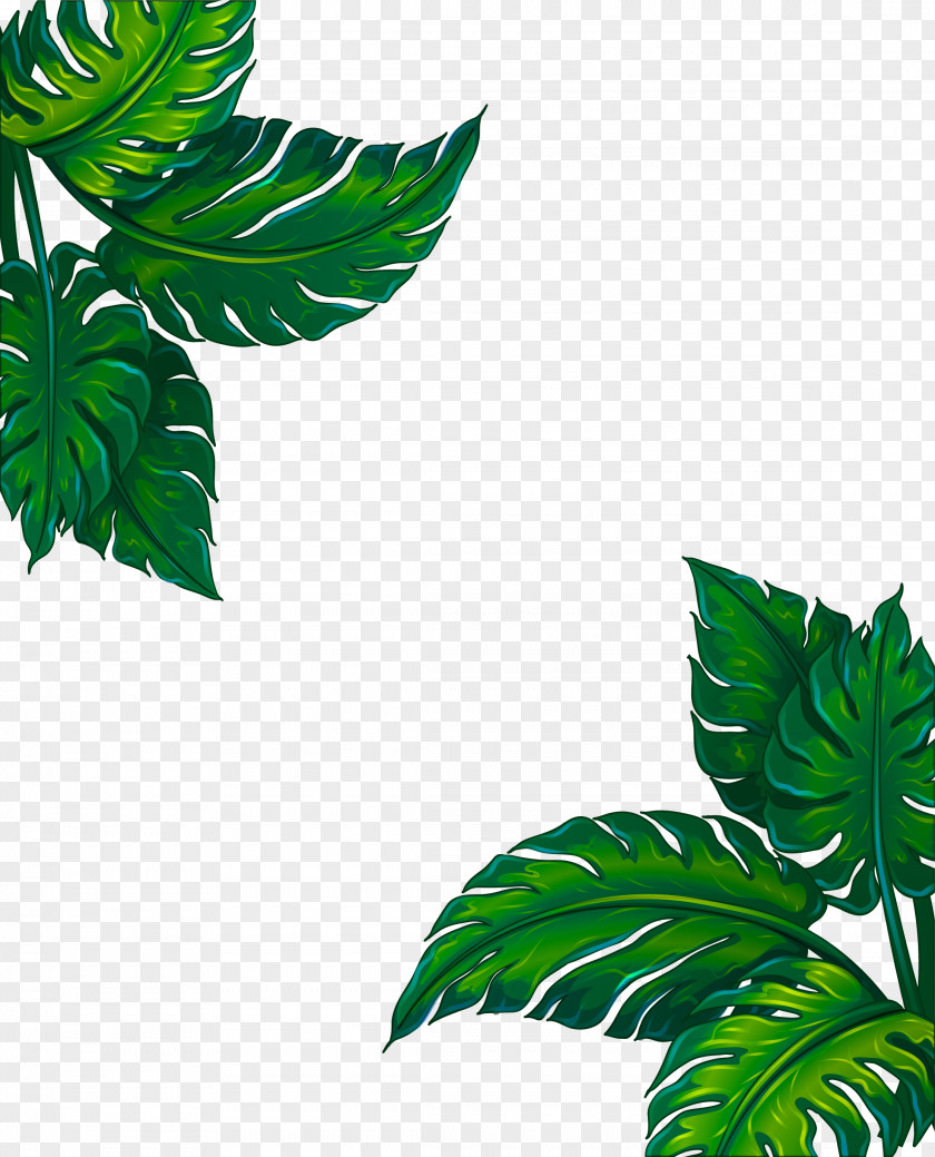 Houseplant Vascular Plant Leaf Green Flower Tree PNG