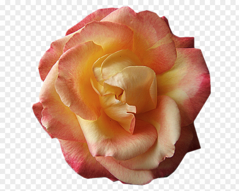 O Creative Floribunda Cabbage Rose Garden Roses Cut Flowers Petal PNG