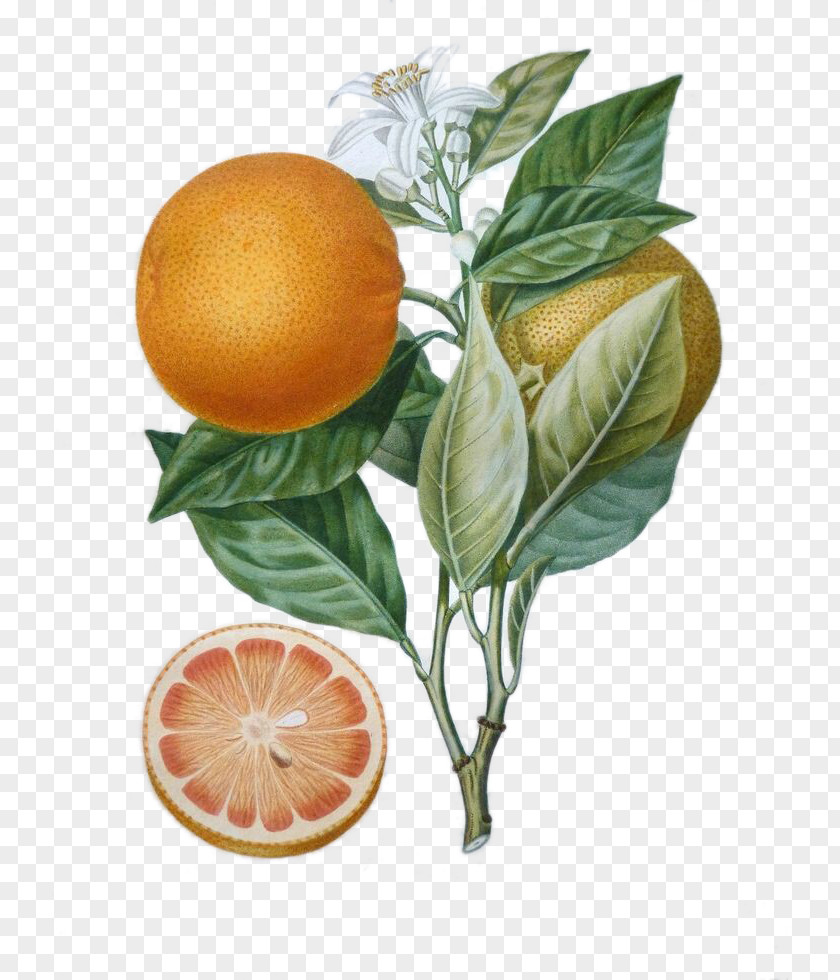 Orange Tree France Histoire Naturelle Des Orangers Traitxe9 Arbres Fruitiers Botanist Botany PNG