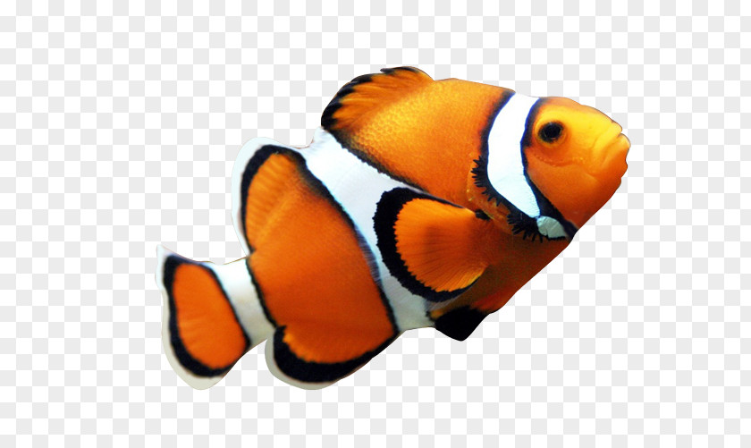 Seafood Clown Fish Yellow Angelfish Maroon Clownfish Clip Art PNG
