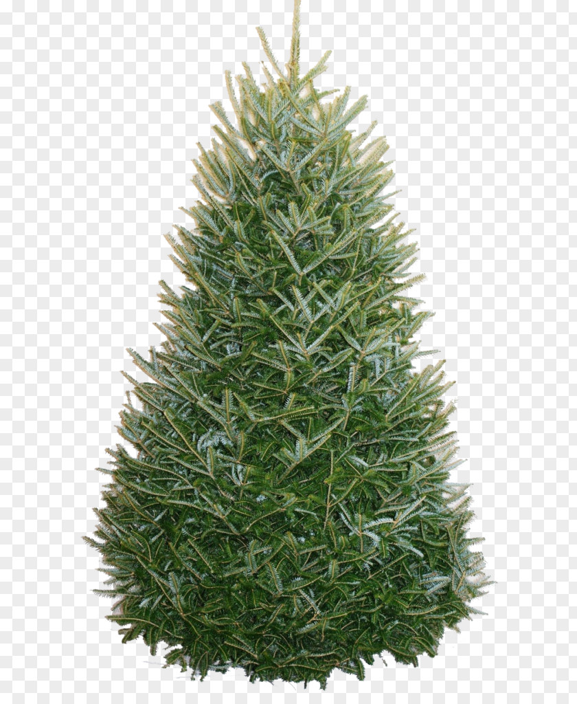 Fresh Garland Fraser Fir Christmas Tree Nordmann PNG