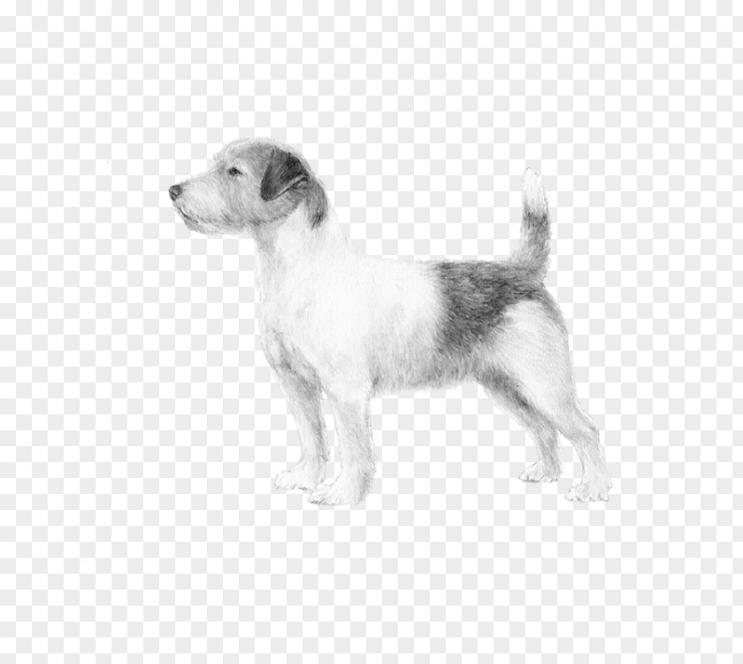 Puppy Dog Breed Jack Russell Terrier Wire Hair Fox PNG