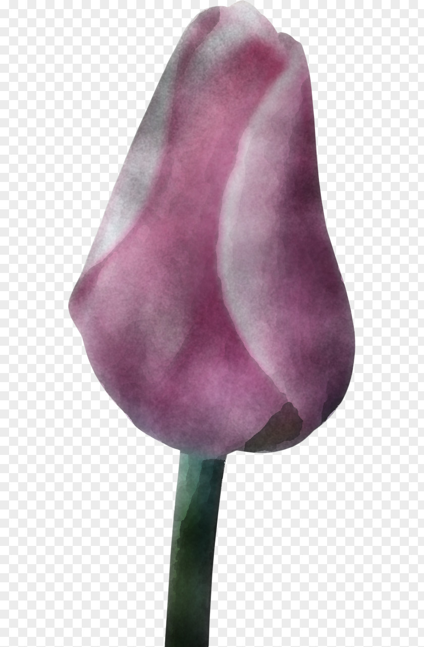 Purple Violet Tulip Flower Nose PNG