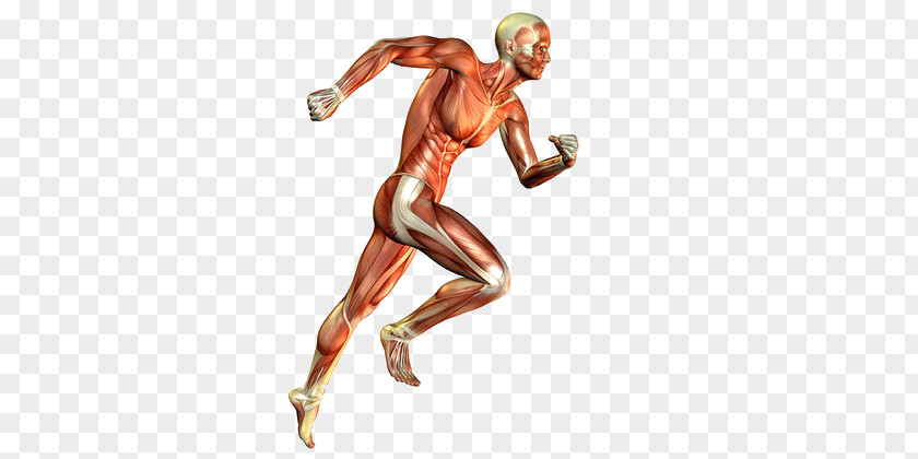 Skeletal Muscle Muscular System Human Body Running PNG