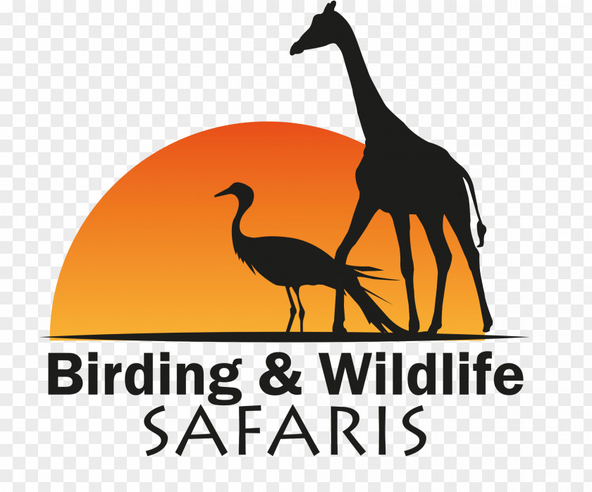 Bird Birding And Wildlife Safaris Kruger National Park Water Birdwatching PNG