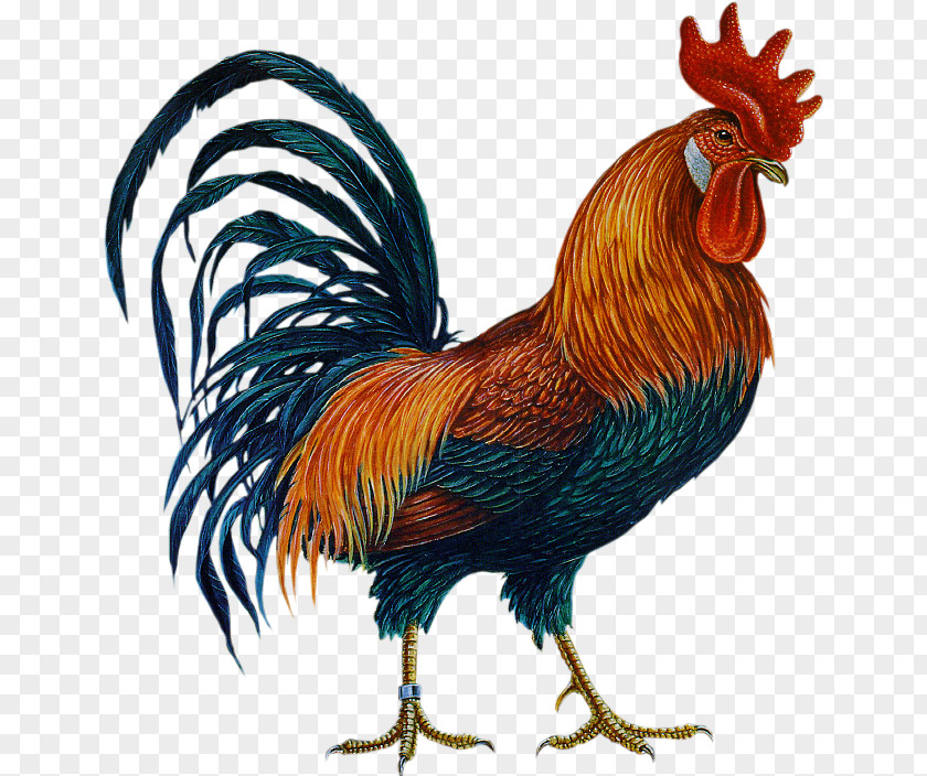 Brahma Chicken Rhode Island Red Leghorn Rooster PNG