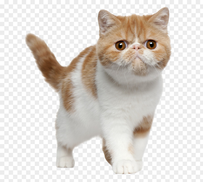 Cute Cat Exotic Shorthair British Bengal American Persian PNG