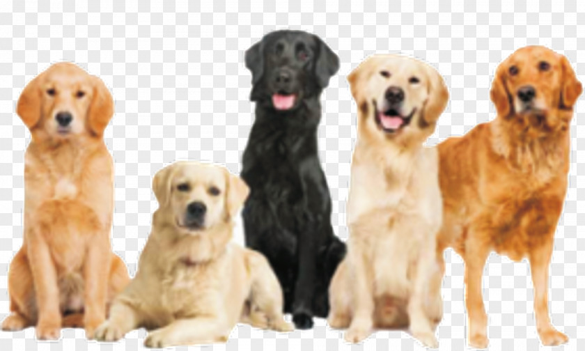 Golden Retriever Labrador Border Collie Bearded Jack Russell Terrier PNG