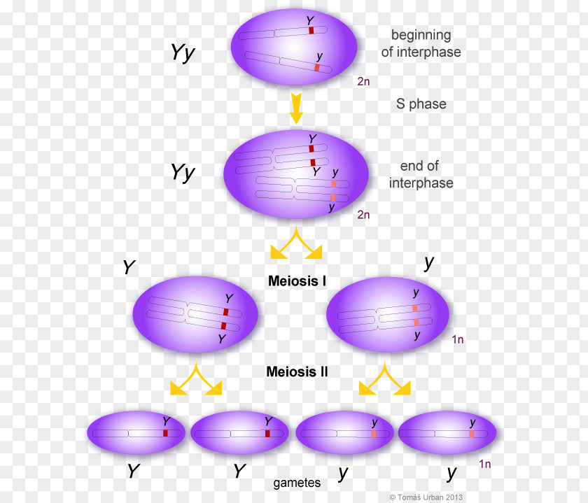 Segregation Monohybrid Cross Gamete Meiosis Allele Mendel University PNG