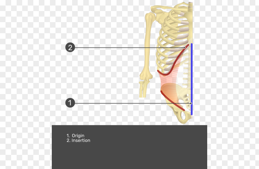 Transverse Abdominal Muscle Rectus Abdominis Origin And Insertion External Oblique PNG