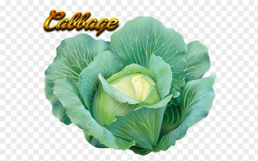 Cabbage Clip Art Vegetable Cauliflower Greens PNG