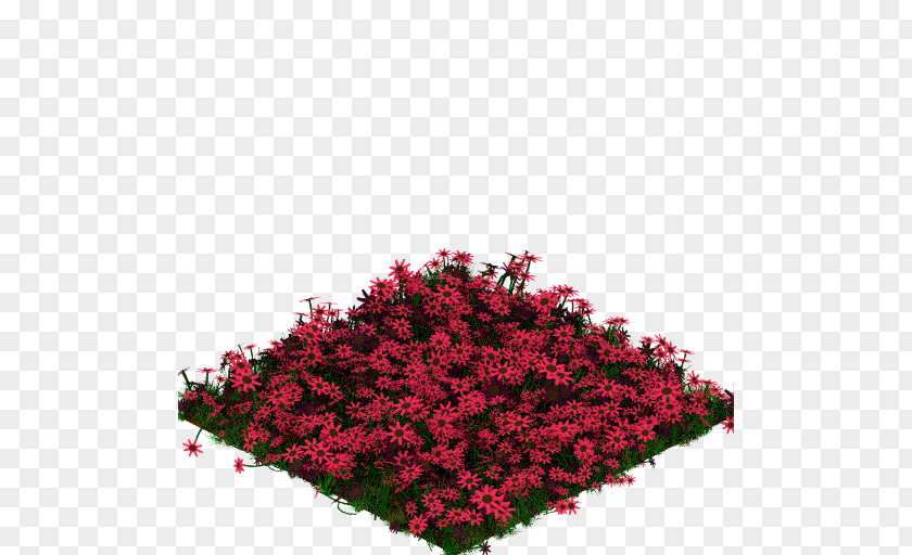 Flower Annual Plant Shrub Groundcover Pink M PNG