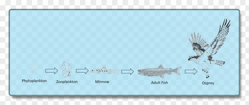 Food Chin Chain Benthic Zone Lake Web Organism PNG